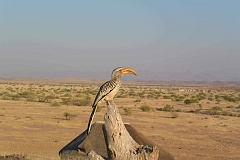 Namibia_2014-1780