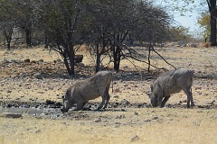 Namibia_2014-2870