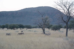 Namibia_2014-3010